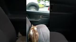 Kucing pun suka bersiar-siar tau! Lihat reaksi kucing bila tuan dia bawa naik kereta 😂😂