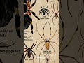 Types Of Spiders | Golden Orb Weaver | Part- 8 #shorts