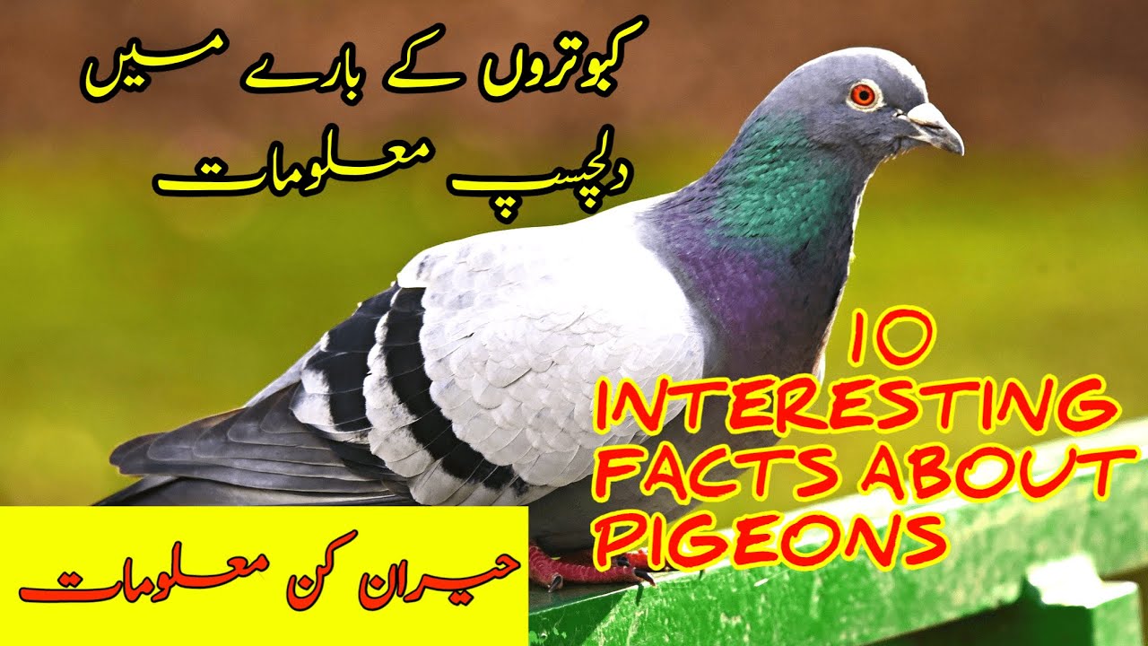 10 Interesting Facts About Pigeons In Urdu/Hindi | Amazing Facts About ...