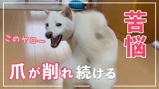 【脱ハーネス11日目】ストレスMAX！制限される柴犬のお散歩