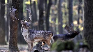 Milliárdos kiesést jelent a külföldi vadászok távolmaradása