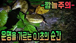 쇠살모사가 참개구리를 공격하는 찰나의 순간 (여름밤의 시골감성을 깨워주는 무당개구리와 청개구리의 떼창)