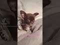 teacup applehead chihuahuas available. teacupchihuahua pets animals family kids chihuahua