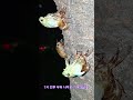 참매미 세마리가 동시에 우화하는 신기한 장면 포착 매미 탈피 매미 변태 the metamorphosis of a cicada