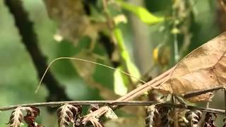 True Facts About The Leaf Katydid cutted