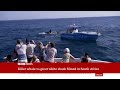 Killer whale hunts and eats great white shark  BBC News