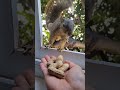 「働く子ちゃんの見分け方」✨️🦫🤔お鼻のまわりの黒い線に注目👀 shorts squirrel リス 動物大好き animals 癒される 自然大好き ハイキング お散歩