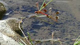 Japanese Banded Darter Dragonfly Couple Rests in Tandem after Oviposition 240fps