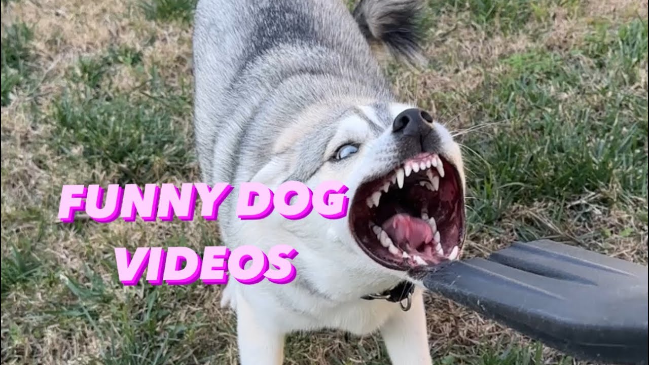 Funny Cute Dog Compilation Part 1 Youtube