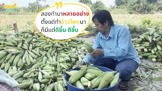 ชีวิตดีขึ้นด้วยข้าวโพดหวาน เทคนิควิธีการปลูกอย่างไรต้องไปลองฟัง