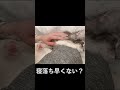 突然寝落ちする子猫が可愛すぎるwww