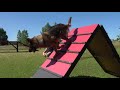 Kraftwerk K9 German Shepherd - Big and Fast Obedience