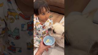 子供に頂戴をする姿が可愛すぎる犬 #shorts #フレンチブルドッグ