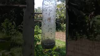 Perangkap lalat buah dengan petrogenol