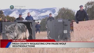 Mesa County asking for pause on wolf reintroductions