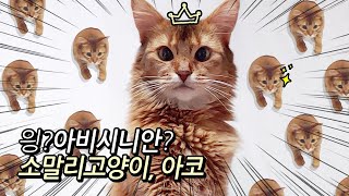 아비시니안 장모 '소말리 고양이(somali cat)' 아코를 소개합니다