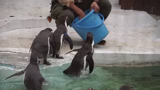 フンボルトペンギンのお食事タイム　天王寺動物園　2017.10.24