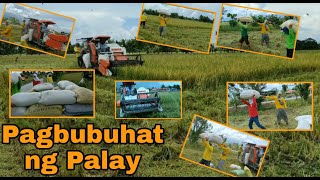 Karyada/Pag bubuhat ng palay