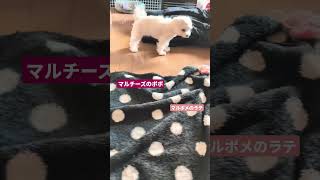 ［マルチーズ2歳1.6キロのポポ］仲良しポポラテ #マルチーズ #マルチーズのポポ #ミックス犬 #マルポメ #マルポメのラテ #愛犬  #いぬのきもち  #犬のいる暮らし  #なかよし #わんこ