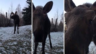 Curious Baby Moose Only Wants Cuddles From Woman