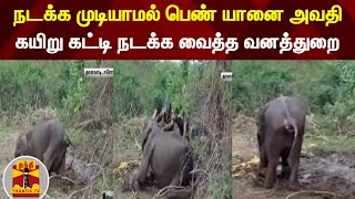 நடக்க முடியாமல் பெண் யானை அவதி...கயிறு கட்டி நடக்க வைத்த வனத்துறை | Elephant  | Erode