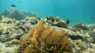 長崎市高島海水浴場｜クマノミカップルに会いにいく【Snorkeling tour in Takashima, Nagasaki】