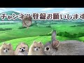 うさぎとチンチラのほのぼの生活にただ癒されるだけの動画