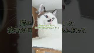 ねぇ知ってる？猫のあくびが・・・#shorts