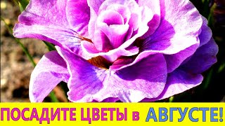 ПОСАДИТЕ эти ЦВЕТЫ  в САДУ в АВГУСТЕ-НЕ ПОЖАЛЕЕТЕ! Эти цветы морозостойкие и неприхотливые.