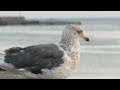 proximity slaty backed gull／近接オオセグロカモメ