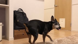 老犬こてつ！いきなりスイッチが入る