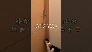 ドア開けに失敗して泣く猫😹A cat that cries because the door doesn't open 😹문이 열리지 않기 때문에 울어 버리는 고양이😹