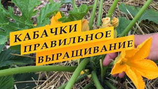 5 причин, из-за которых кабачки не плодоносят.