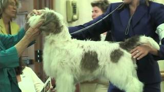 The 2012 PBGV National Specialty - Best of Breed