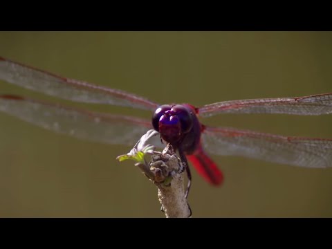 Do dragonflies see in slow motion?