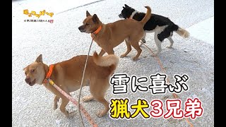 【猟犬】山に行けてない、1月の猟犬達。 #猟犬 #猪猟 #犬 #犬動画 #狩猟