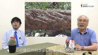 第182回　自然教育園の赤樫　ー　森の入り口に結界を張るアーチ形の枝【KOZOの超植物チャンネル】