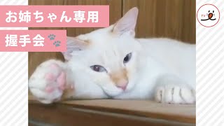 疲れたお姉ちゃんを癒すため、肉球握手会を開催中🐾✨【PECO TV】