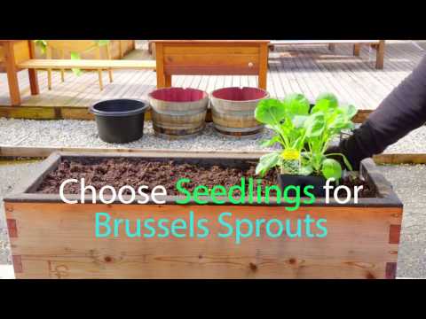 How to Plant Brussel Sprouts How to Plant Brussel Sprouts