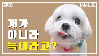 개가 아니라 늑대라고? | 중2병 걸린 개ㅋㅋㅋ | 병맛더빙 [Eng sub] I'm not a puppy, I'm a wolf? | funny voice-overs