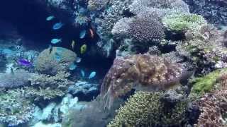 子連れで沖縄旅行　美ら海水族館　コブシメ