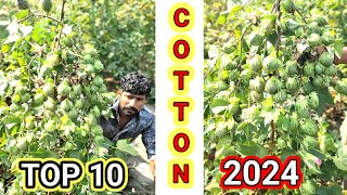 #cotton crops bt Bollgaurd best yeild 2024 top 10 bij bt cotton seeds kapas kapus atti narma kakde