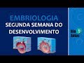 Segunda Semana do Desenvolvimento (Embriologia Humana) - Bio Aulas