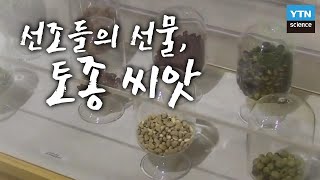 선조들이 물려준 선물, 토종씨앗 / YTN 사이언스