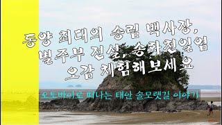 태안 해변길 4코스 솔모랫길이야기