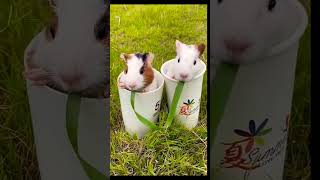 Funny mouse video 🐁🐭💞 Cute mouse video #mouse #mousevideo #shorts #shortsfeed #viral #funnyvideo