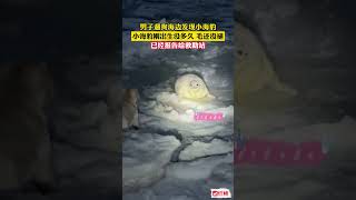 憨態可掬！男子在海邊遛狗發現小海豹，已報告給救助站。