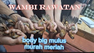 MASUK WAMBI RAWATAN dan MURAI MH MULAI 400 san