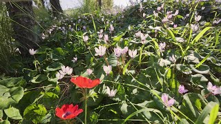 The beautiful Cyclamen flower forest at Kochav Yair - יער הרקפות בכוכב יאיר