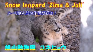 ユーリは人間の子供が好き！（旭山動物園　ユキヒョウのジーマとユーリ）~ Snow leopard kids like human kids! ~